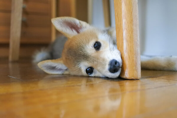 柴犬のパピー