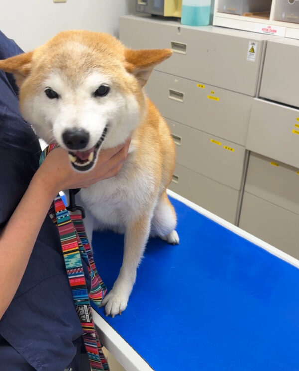 柴犬のワクチン接種