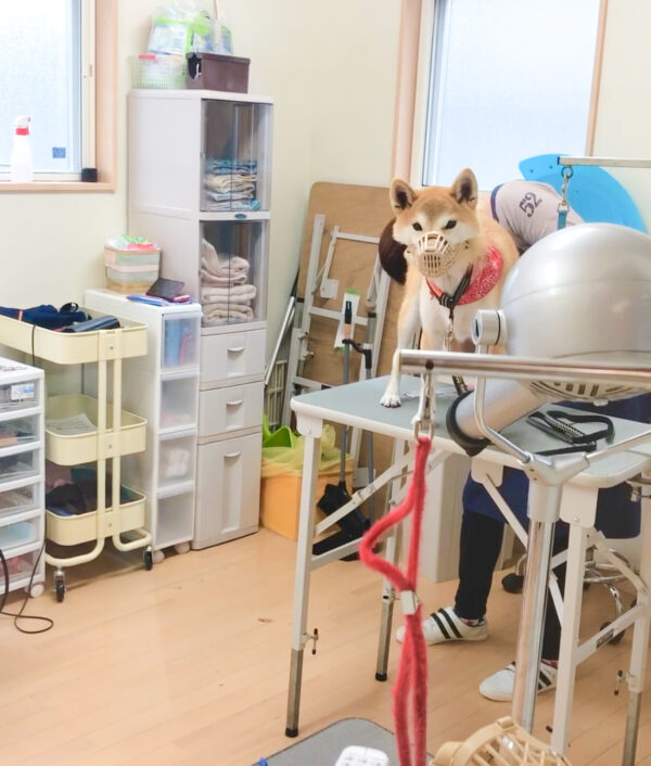 お尻カット中の柴犬