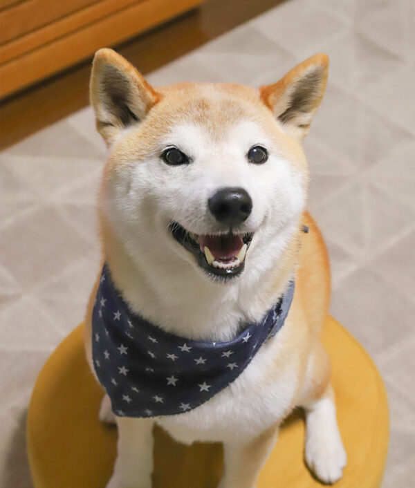 トリミング後の柴犬