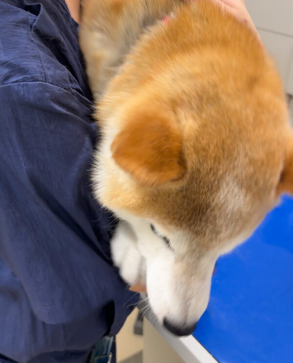 柴犬のワクチン接種