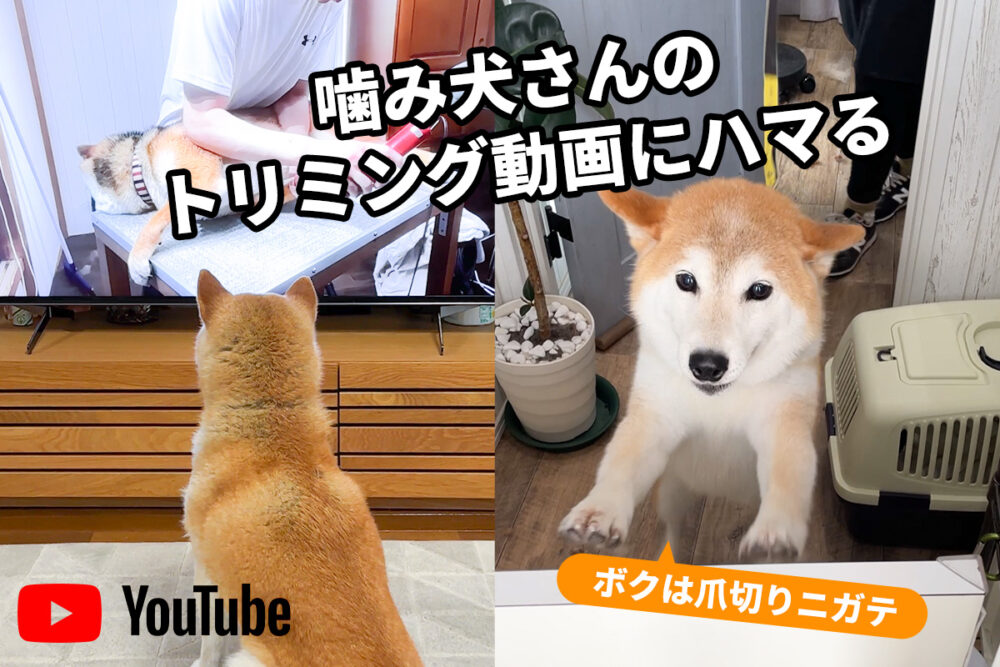 噛み犬　トリミング