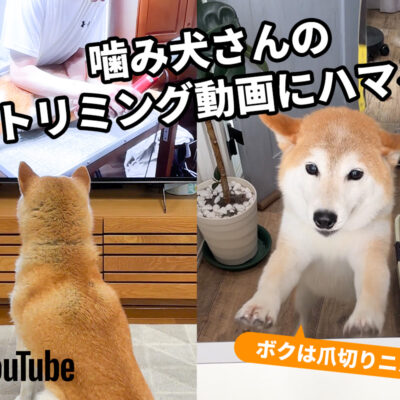 噛み犬　トリミング