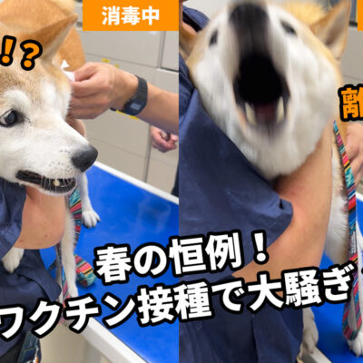 柴犬のワクチン接種