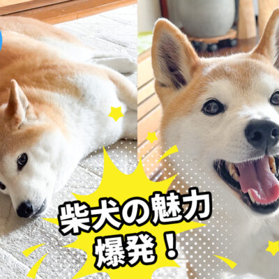 柴犬の魅力