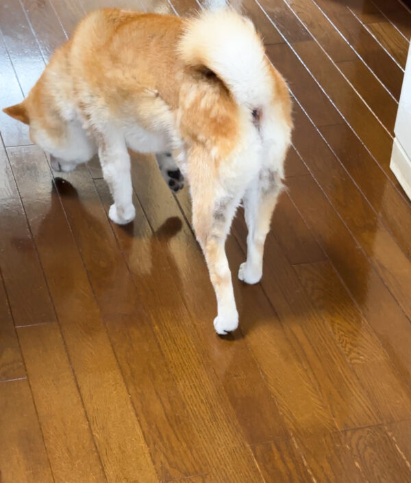 柴犬の換毛期