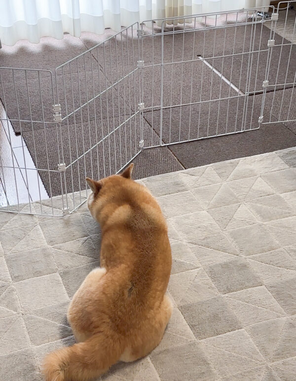 伏せをする柴犬