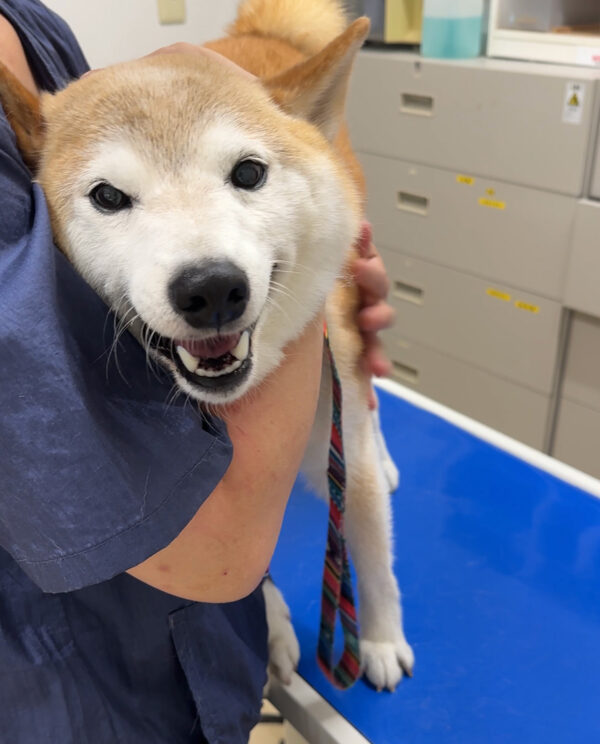 柴犬のワクチン接種