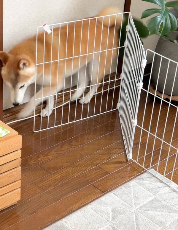 脱走する柴犬