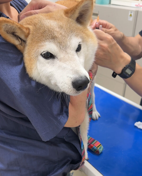 柴犬のワクチン接種