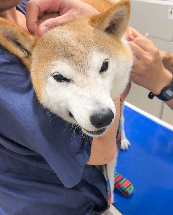 柴犬のワクチン接種