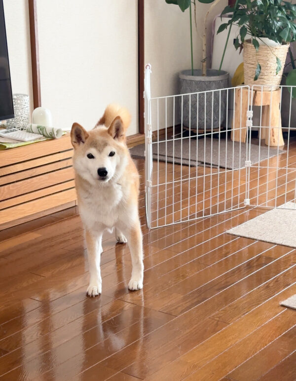 遊びに誘う柴犬