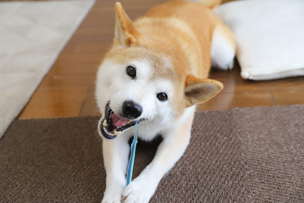 犬の歯磨き