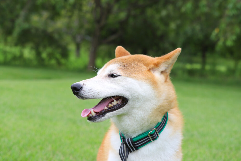 犬の歯科検診と歯石除去