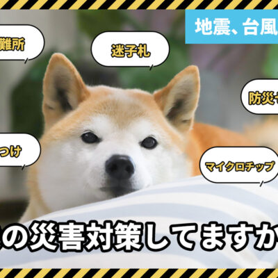 犬の災害対策