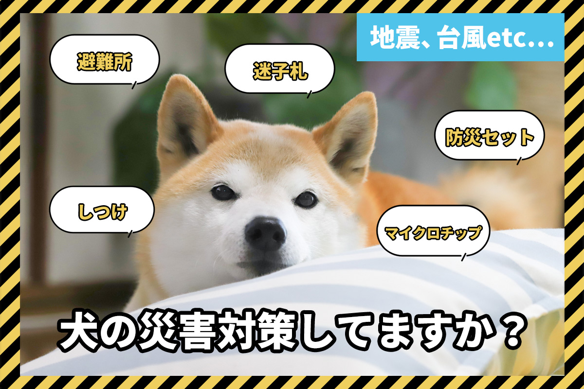 犬の災害対策