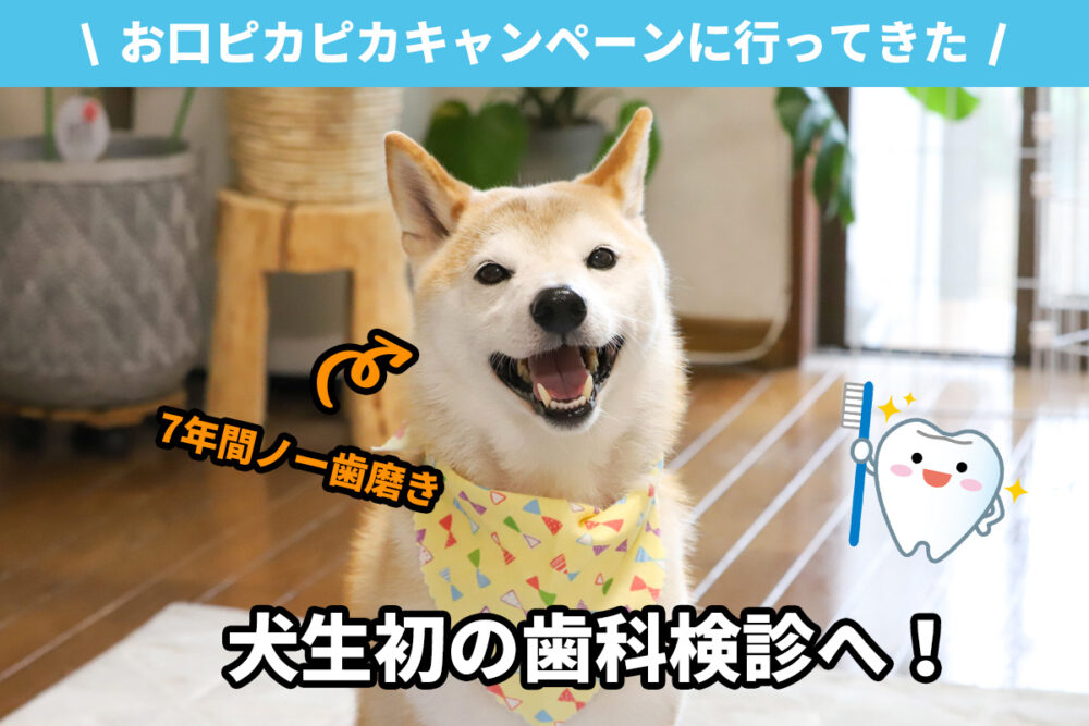 犬の歯科検診