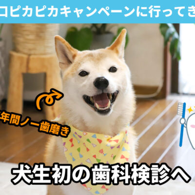 犬の歯科検診