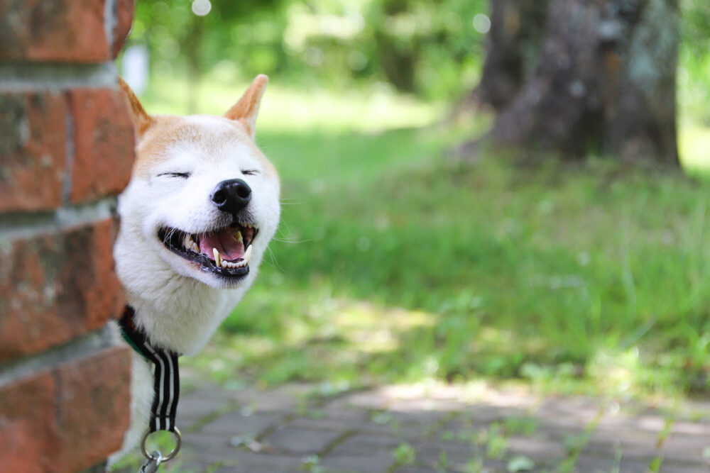 犬の歯石取り