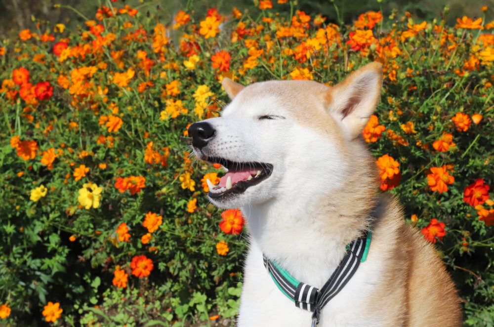 柴犬を褒める時は