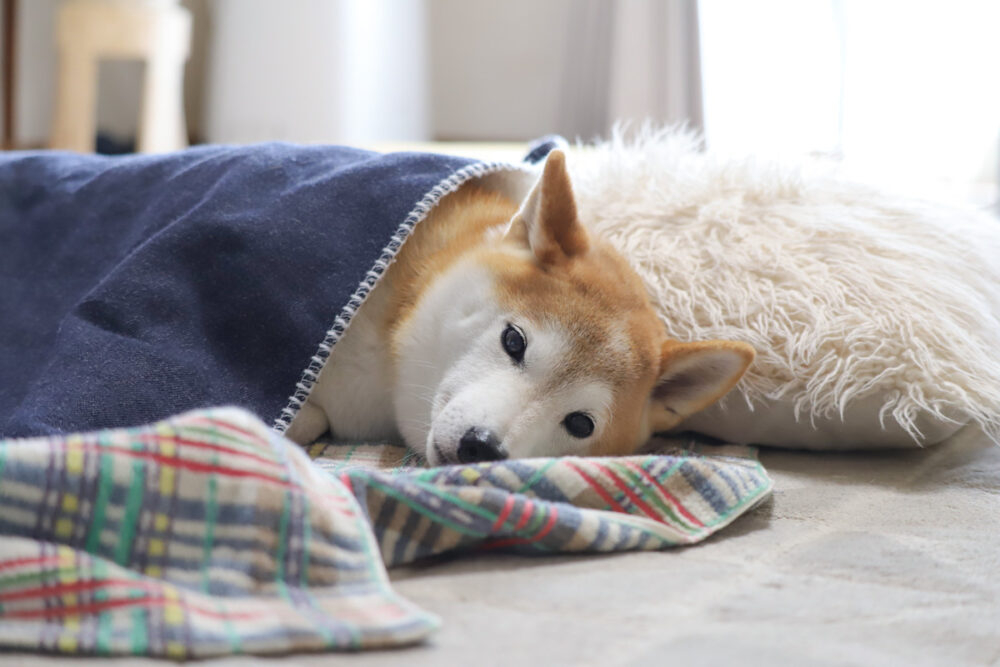 柴犬が寝ている時は