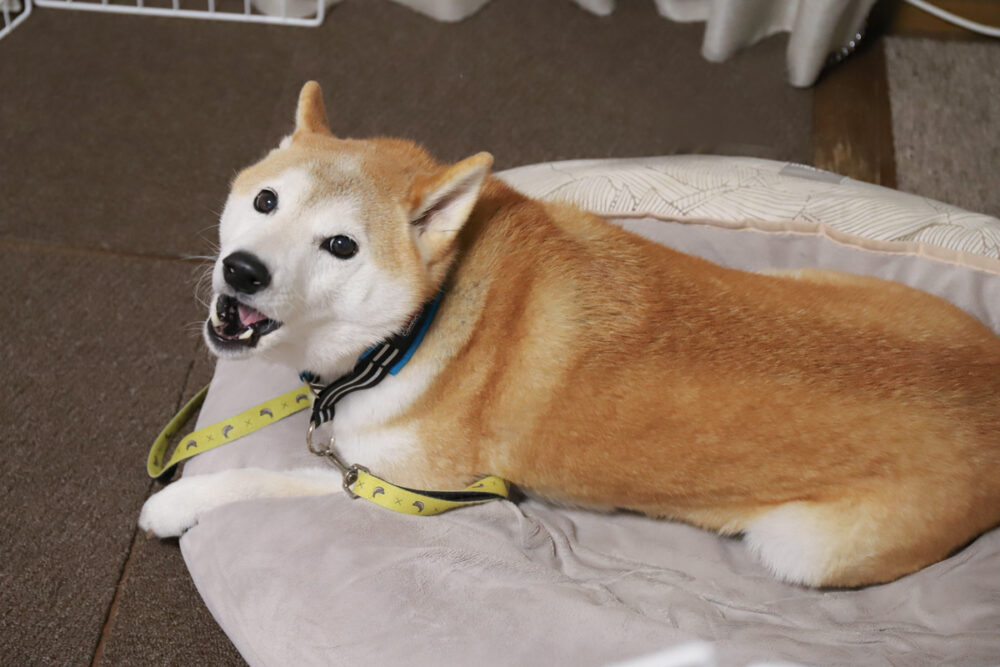 柴犬の散歩嫌い