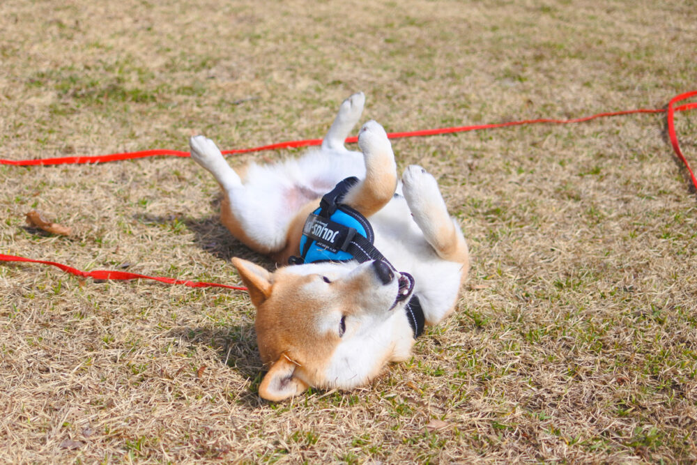 ハーネスをつけて寝転ぶ柴犬