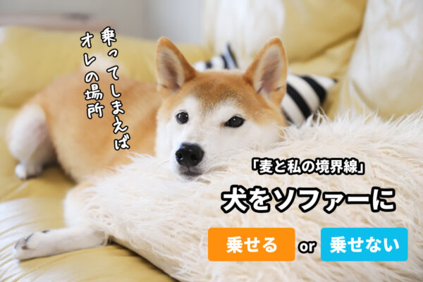 犬をソファーに乗せてもいい？