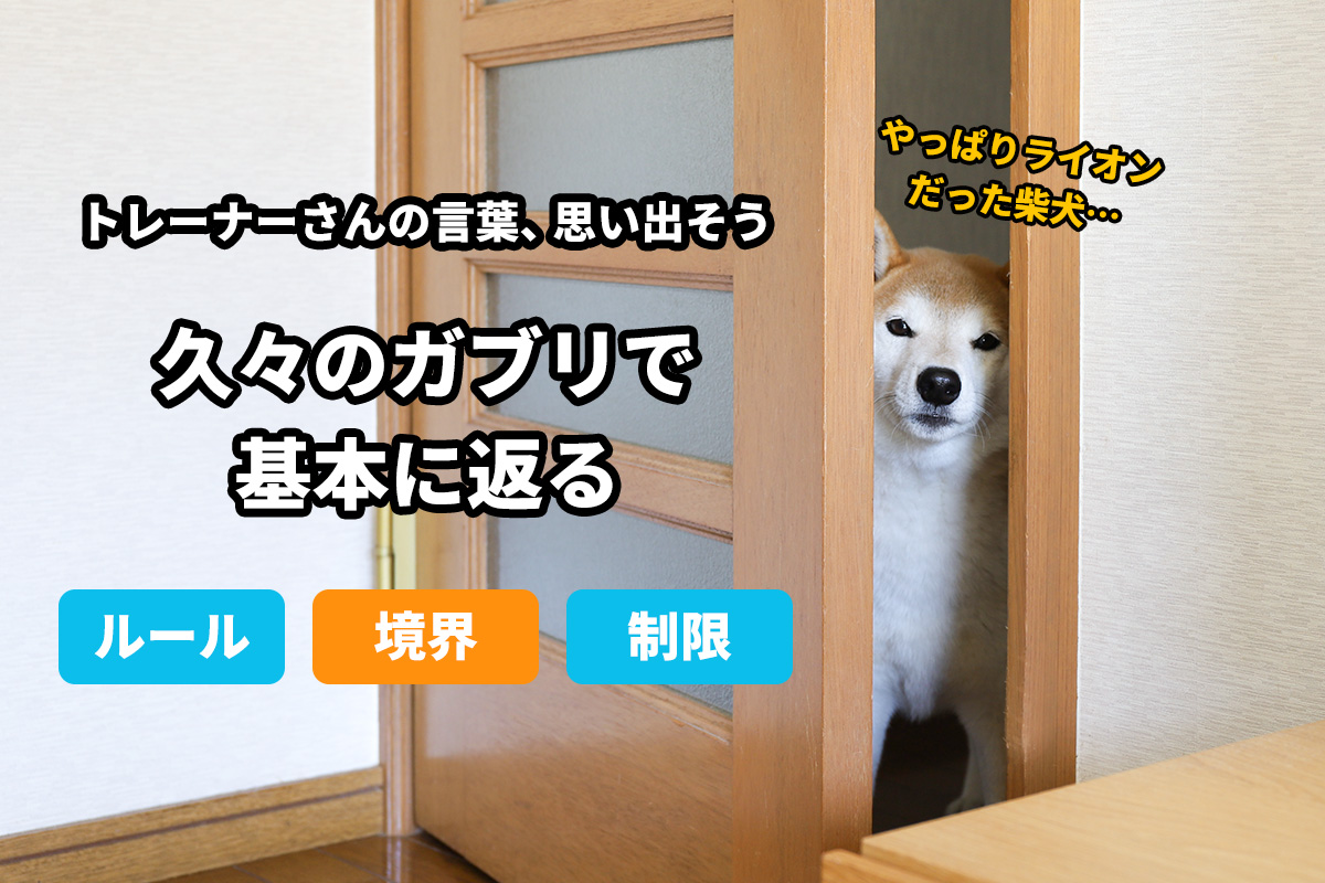 柴犬のしつけ