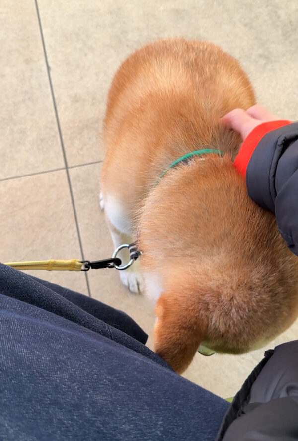 甘える柴犬