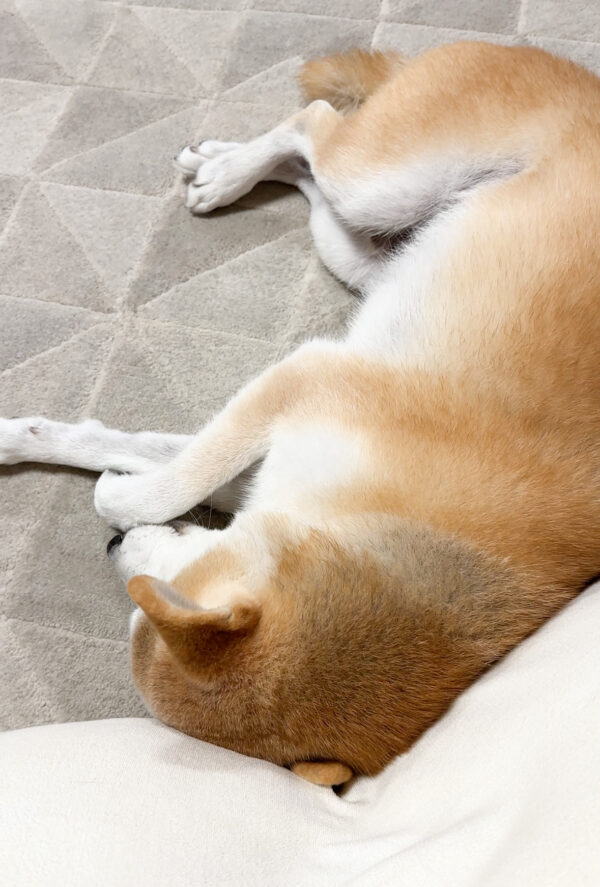 ぐったりする柴犬