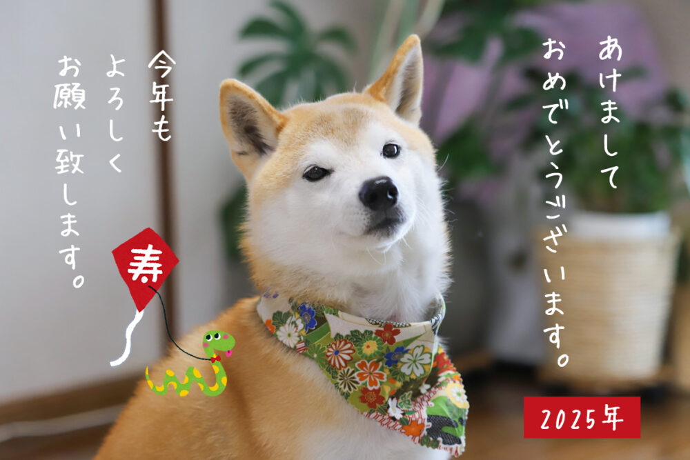 柴犬　年賀状