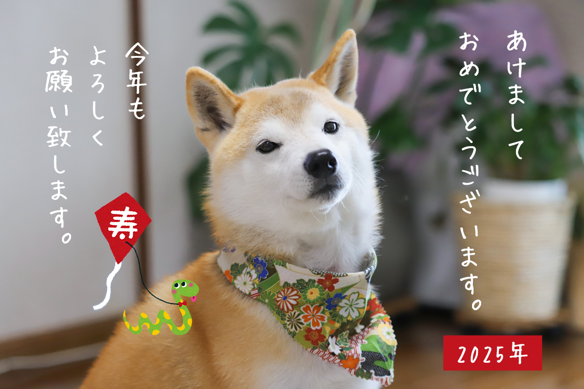 柴犬　年賀状