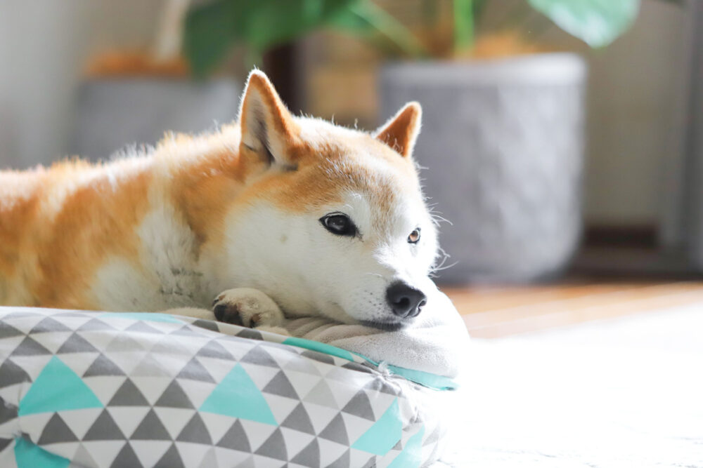 ベッドに寝る柴犬