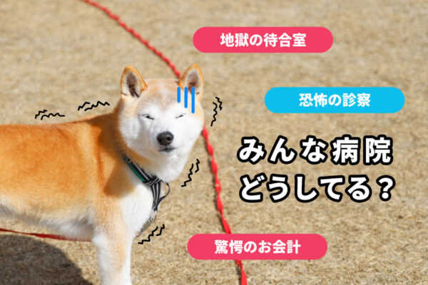 犬の病院どうしてる？
