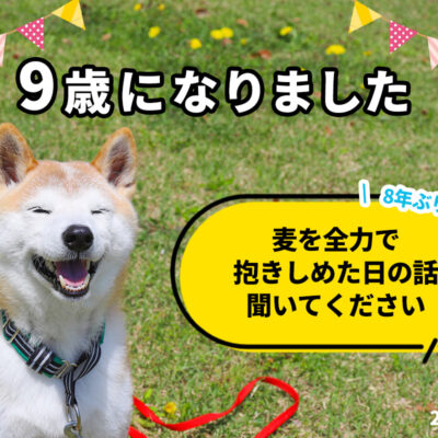 柴犬