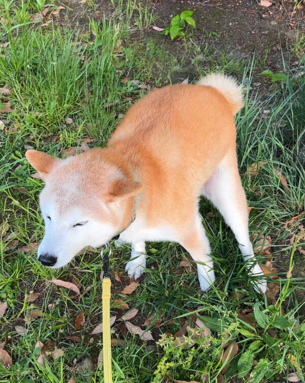 踏ん張る柴犬