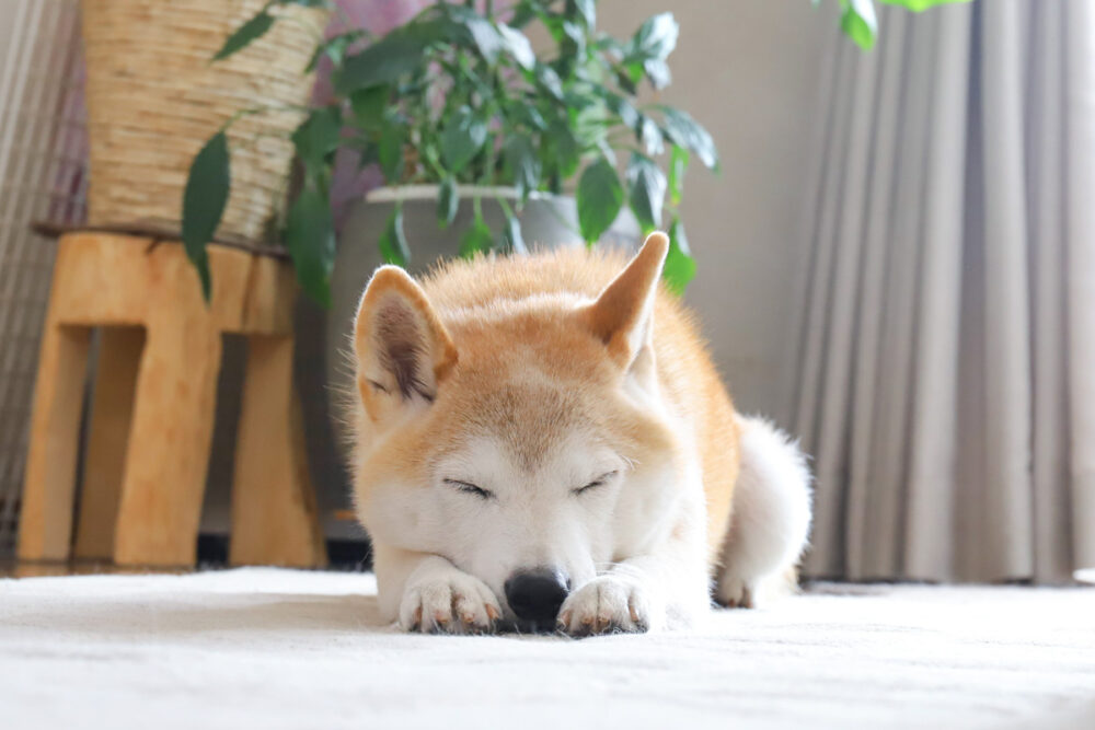柴犬