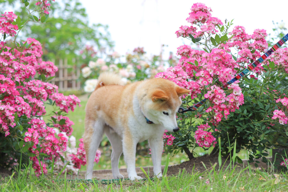 散歩中の柴犬