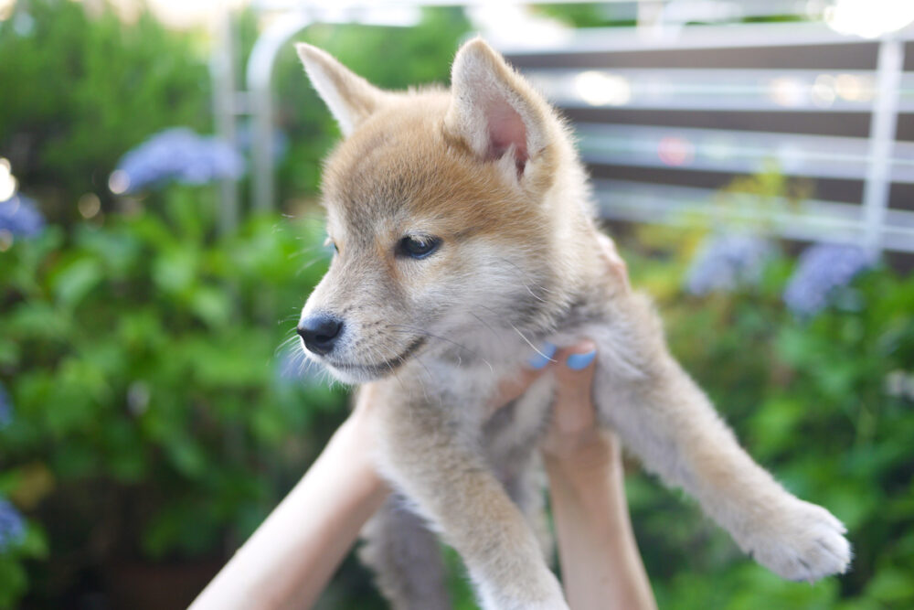 柴犬の子犬