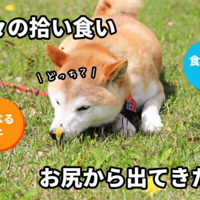犬の拾い食い