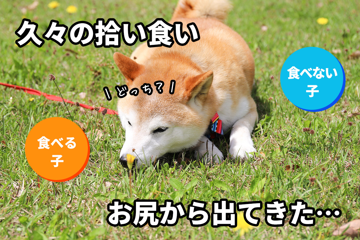 犬の拾い食い