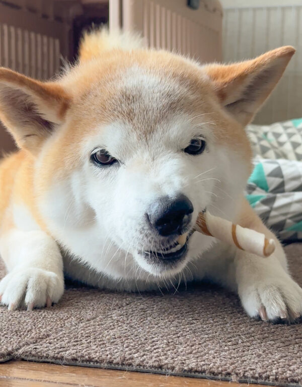 フードアグレッシブの柴犬