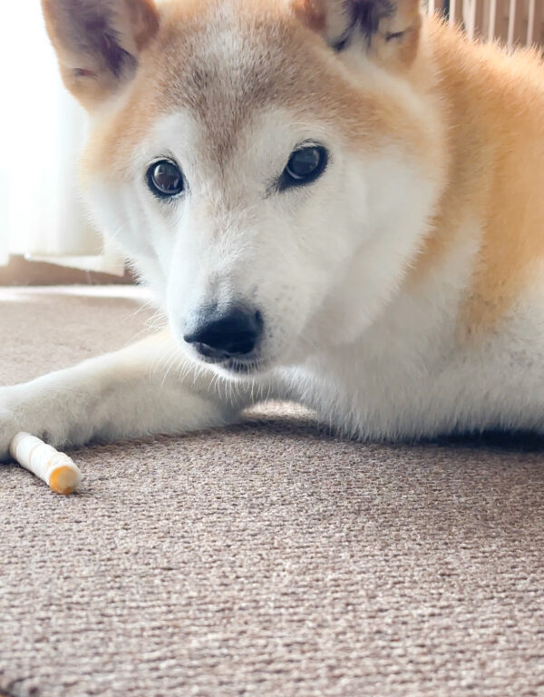 フードアグレッシブの柴犬