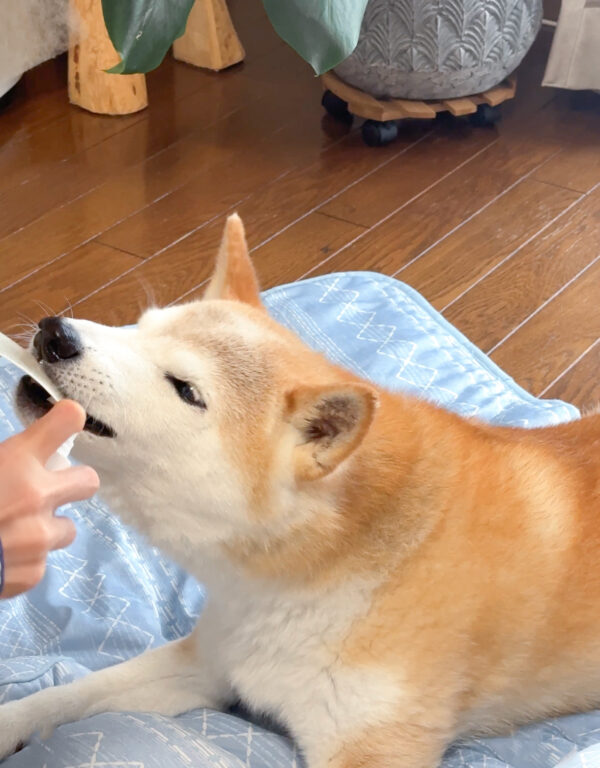 フードアグレッシブの柴犬