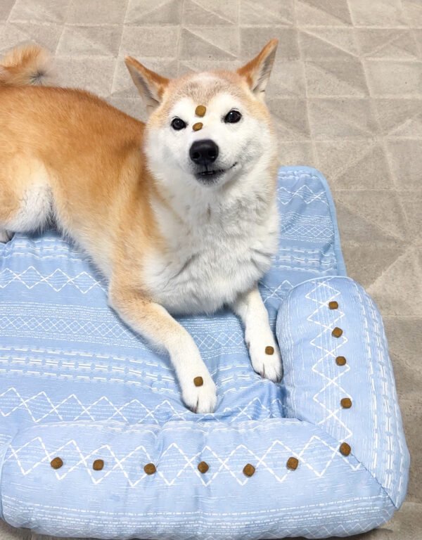 フードアグレッシブの柴犬
