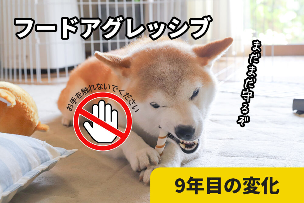フードアグレッシブの柴犬