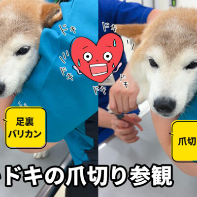 柴犬の爪切り