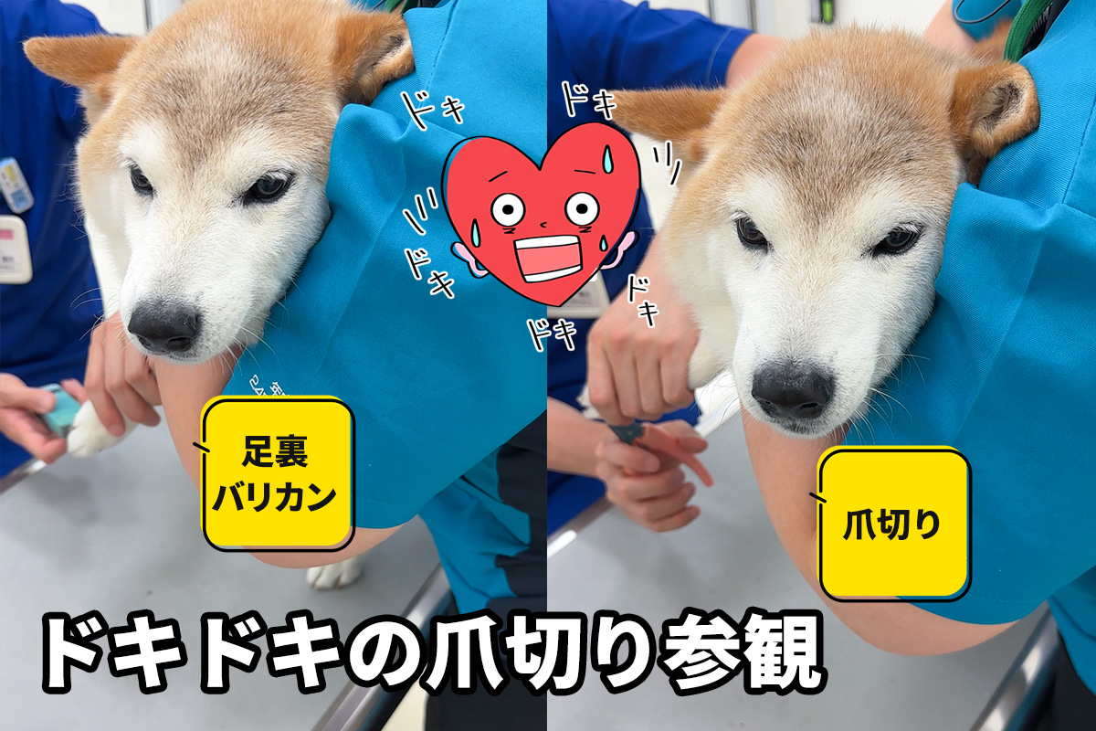 柴犬の爪切り