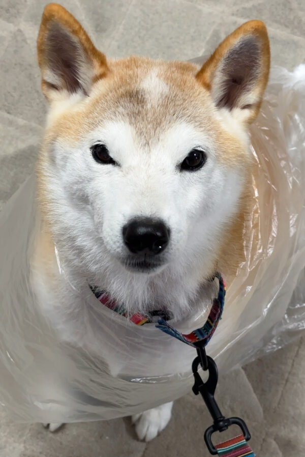 ビニールカッパを着る柴犬